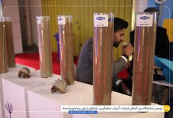 مروارید صید دیر 